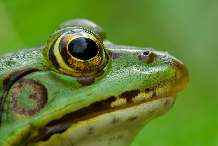 Kleiner Wasserfrosch Rana lessonae